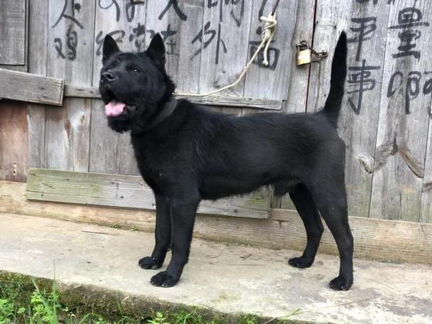 7777788888四肖四码管家婆和中国下司犬外网爆火与中国下司犬介绍