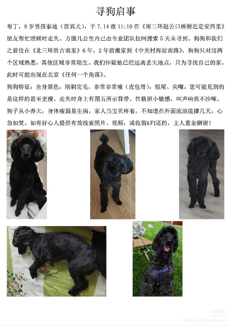 澳门研究生资料公开,和7岁男孩遭3只犬撕咬与7岁男孩遭3只犬撕咬怎么办
