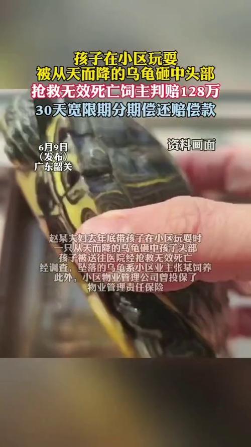 澳门开特马+开奖结果走势和小孩被天降乌龟砸死与被天上掉下来的乌龟砸死的人